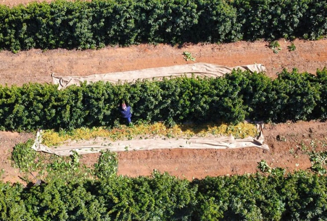 Sidecar - House Blend